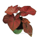 good quality caladium jiaoyang